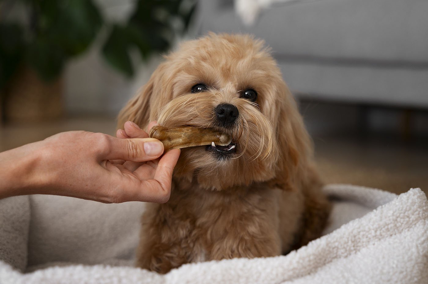 Dogs love their food and snacks - About Pets