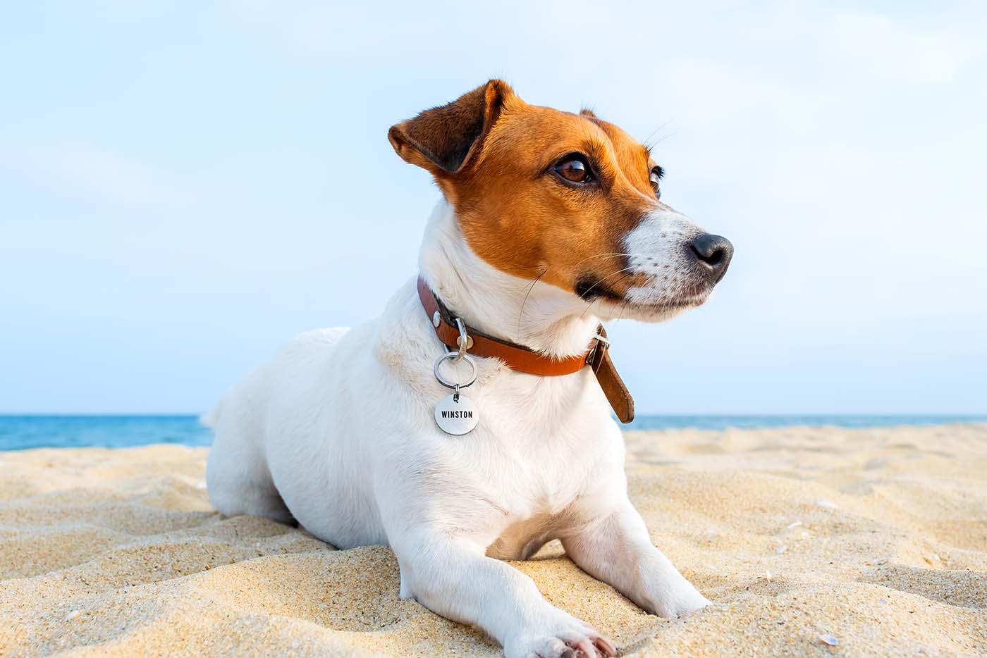 What is the most durable material for making a dog name tag? - About Pets