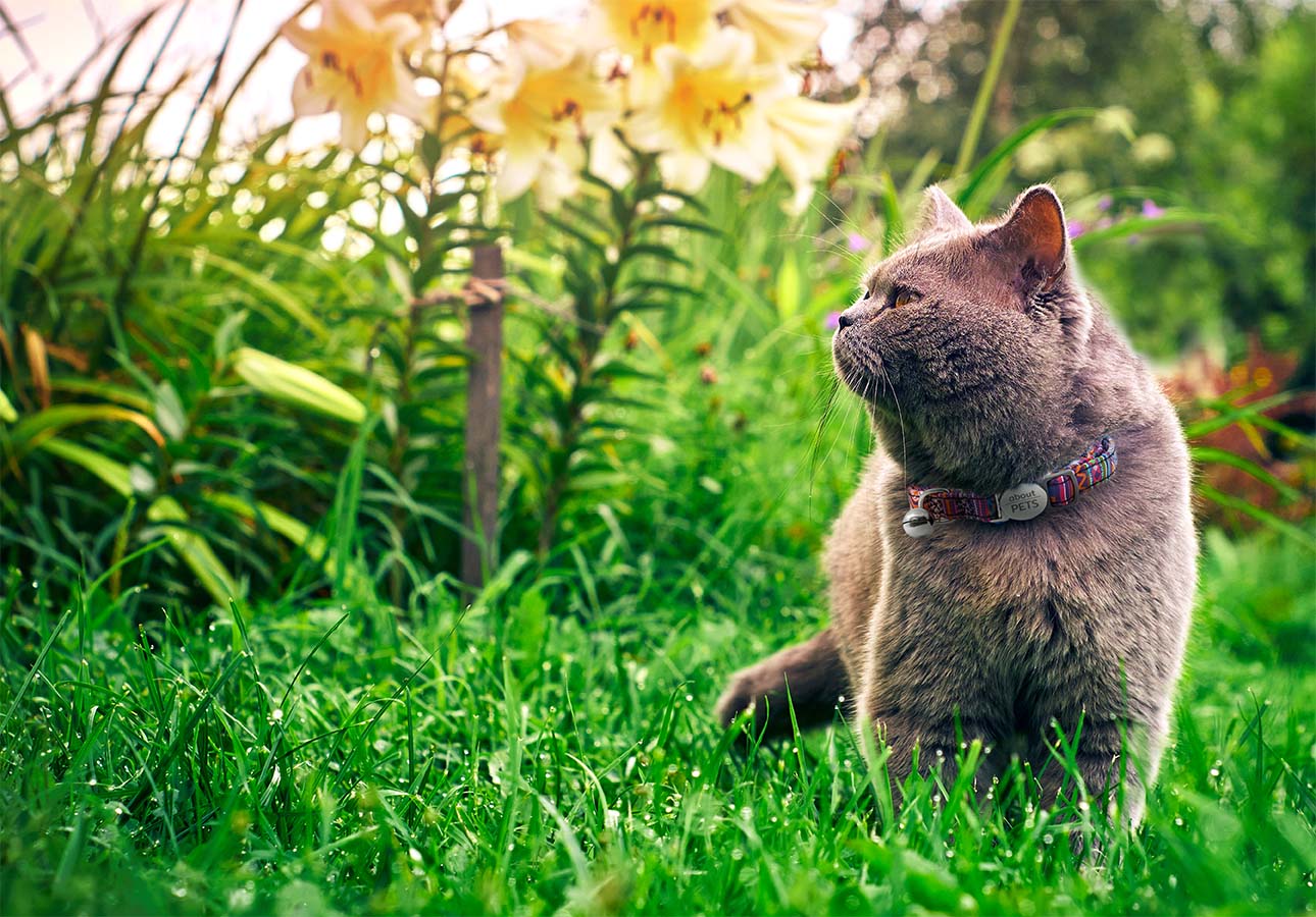 Cat Collars - About Pets