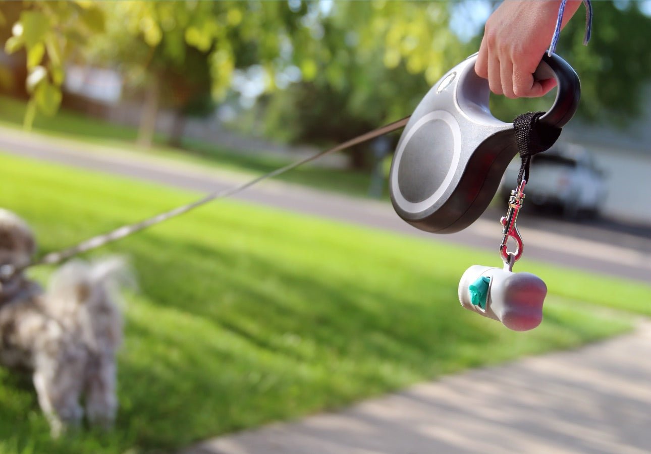 Dog Accessories - About Pets