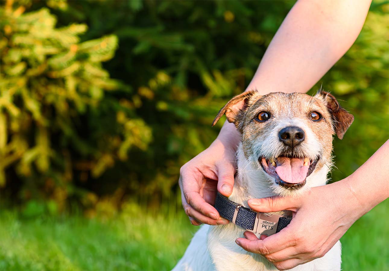 Dog Collars Australia - About Pets