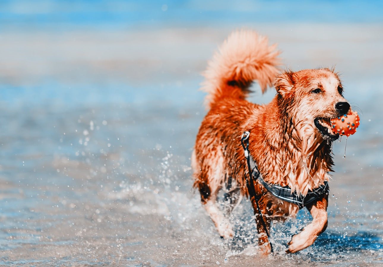 Dog Harnesses - About Pets