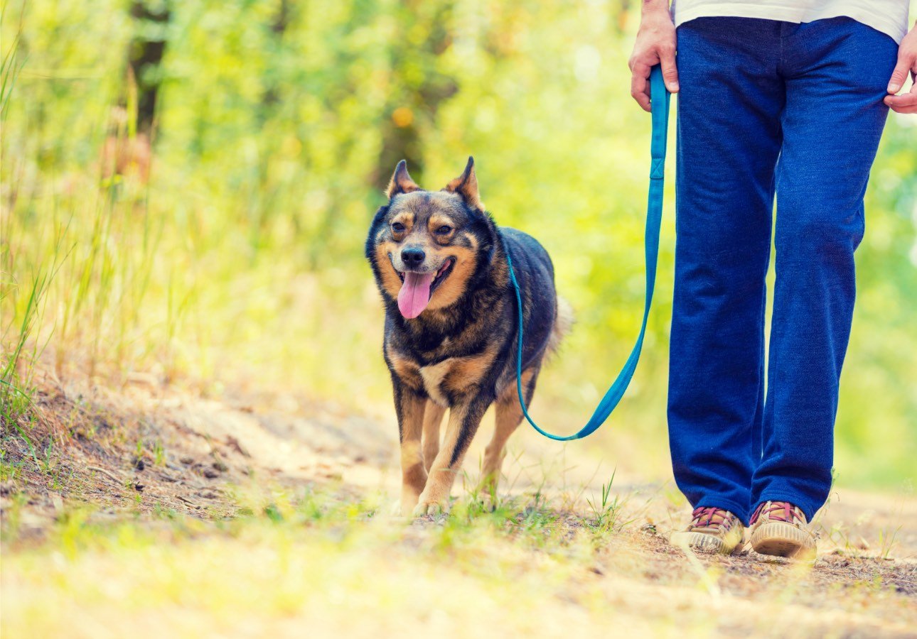Dog Leads and Leashes - About Pets