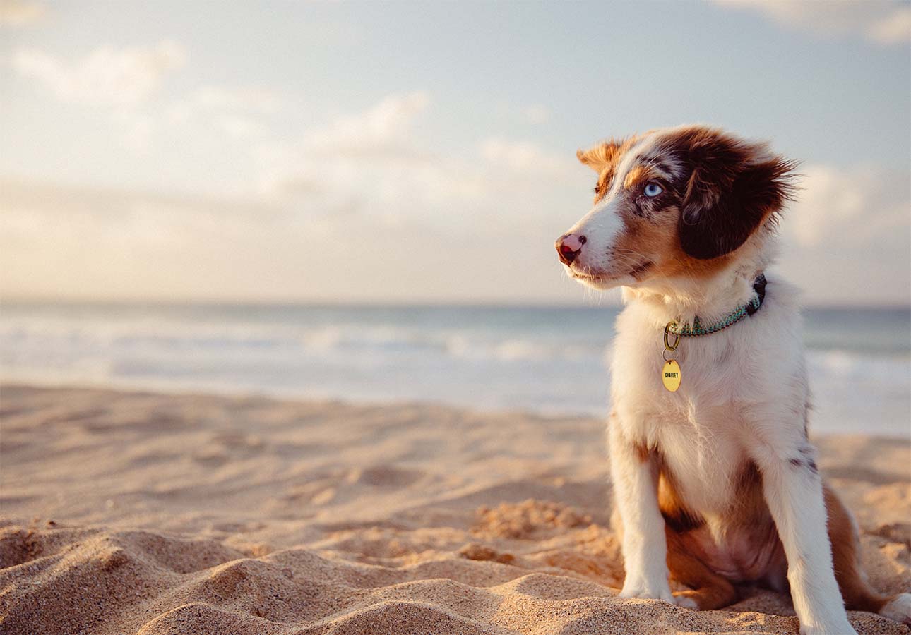 Dog Name ID Tags in Stainless Steel - About Pets