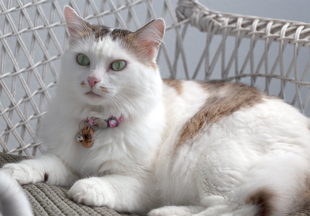 White and brown cat sitting on a textured cushion on chair, wearing an 'about pets' pink cat collar and cat name tag.