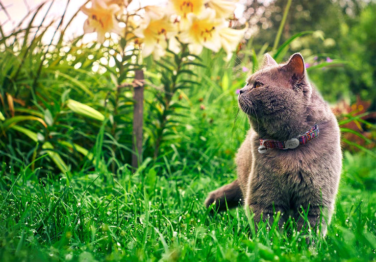 Cat sitting on grass with flowers in the background - wearing an engraved  'about pets' brand cat collar with bell