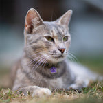 Engraved Stainless Steel Cat Name Tag - Cat with Glitter Paw - About Pets