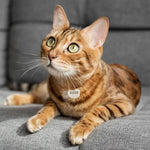 Engraved Stainless Steel Cat Name Tag - Tag on Cat Round - About Pets