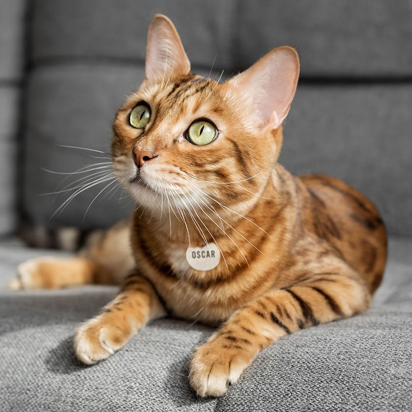 Engraved Stainless Steel Cat Name Tag - Tag on Cat Round - About Pets