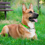 Engraved Stainless Steel Dog Name Tag - Bone - About Pets