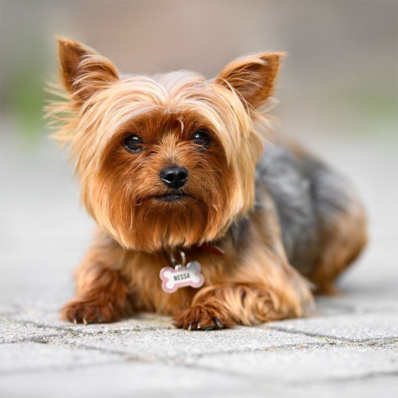 Engraved Stainless Steel Dog Name Tag - Glitter Bone - About Pets