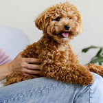 Engraved Stainless Steel Dog Name Tag - Glitter Paw - About Pets