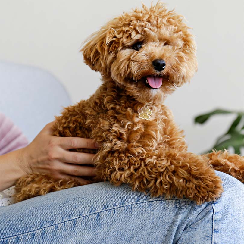 Engraved Stainless Steel Dog Name Tag - Glitter Paw - About Pets