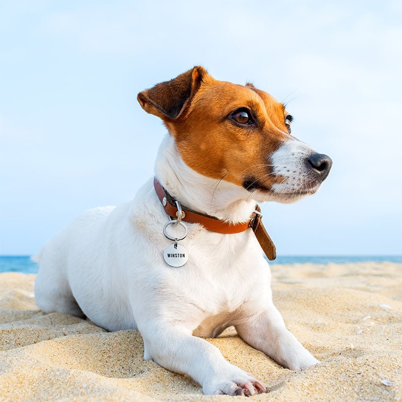 Engraved Stainless Steel Dog Name Tag - Round - About Pets