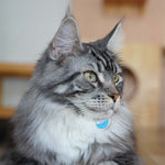 Engraved Zinc Alloy Cat Name ID Tag - Colour Fishbone on Cat - About Pets