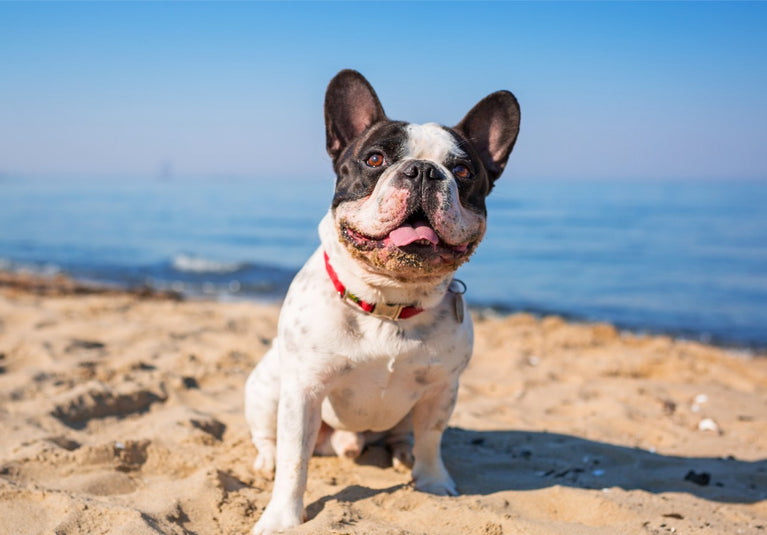Dog with dog collar on a soft sandy beach with ocean view in background